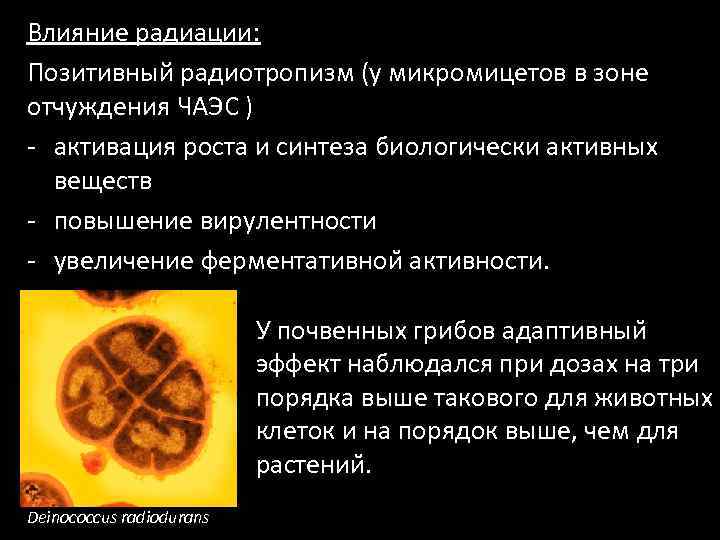 Влияние радиации: Позитивный радиотропизм (у микромицетов в зоне отчуждения ЧАЭС ) - активация роста
