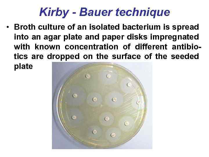 Kirby - Bauer technique • Broth culture of an isolated bacterium is spread into