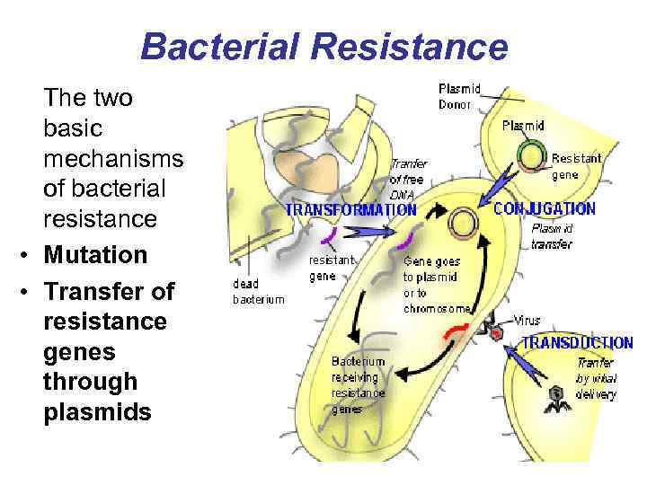 Bacterial Resistance The two basic mechanisms of bacterial resistance • Mutation • Transfer of