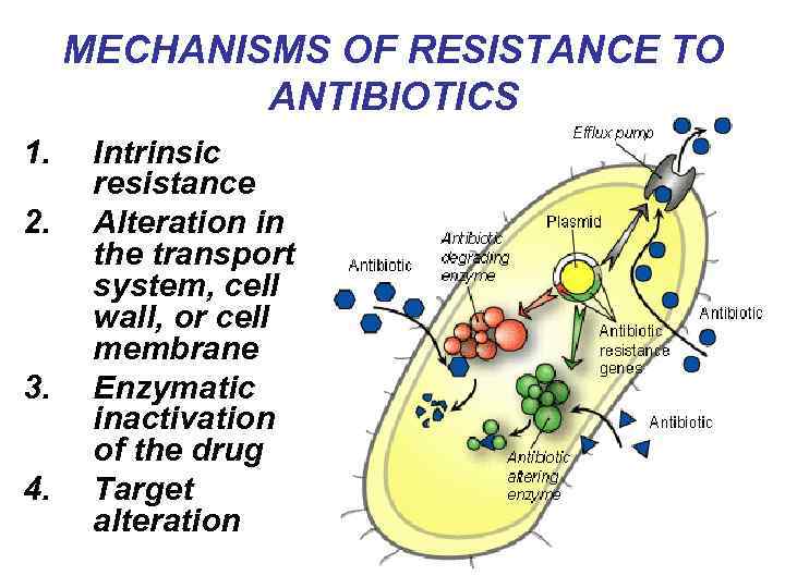 MECHANISMS OF RESISTANCE TO ANTIBIOTICS 1. 2. 3. 4. Intrinsic resistance Alteration in the