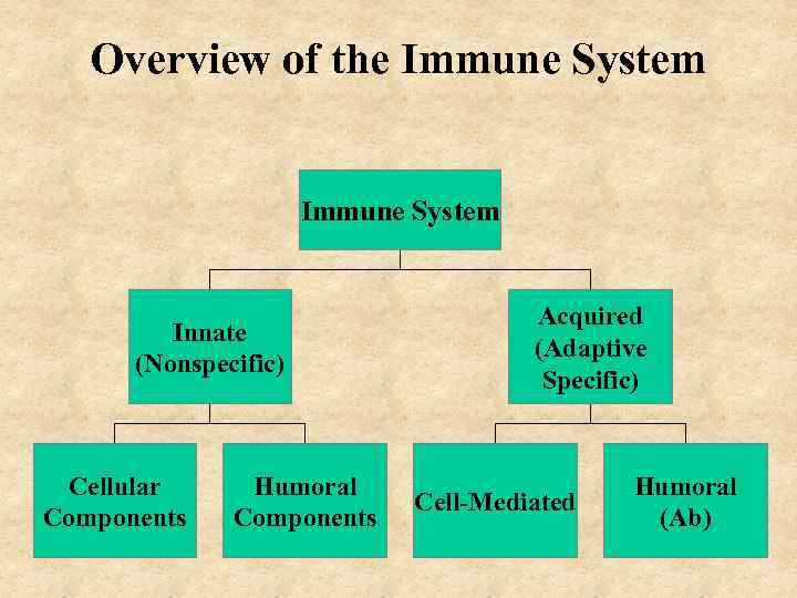 Overview of the Immune System Innate (Nonspecific) Cellular Components Humoral Components Acquired (Adaptive Specific)