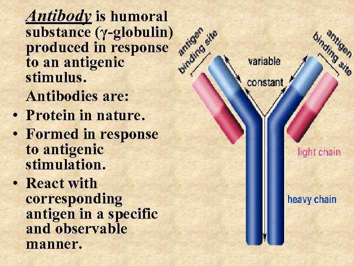 Antibody is humoral substance (γ-globulin) produced in response to an antigenic stimulus. Antibodies are: