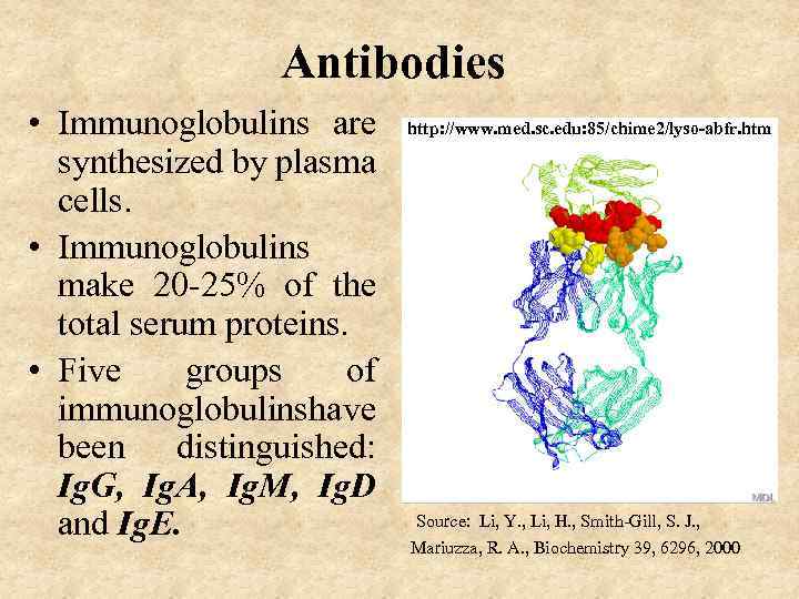 Antibodies • Immunoglobulins are synthesized by plasma cells. • Immunoglobulins make 20 -25% of