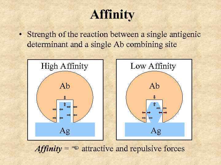 Affinity • Strength of the reaction between a single antigenic determinant and a single