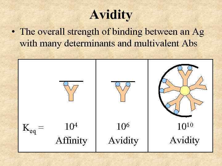 Avidity • The overall strength of binding between an Ag with many determinants and