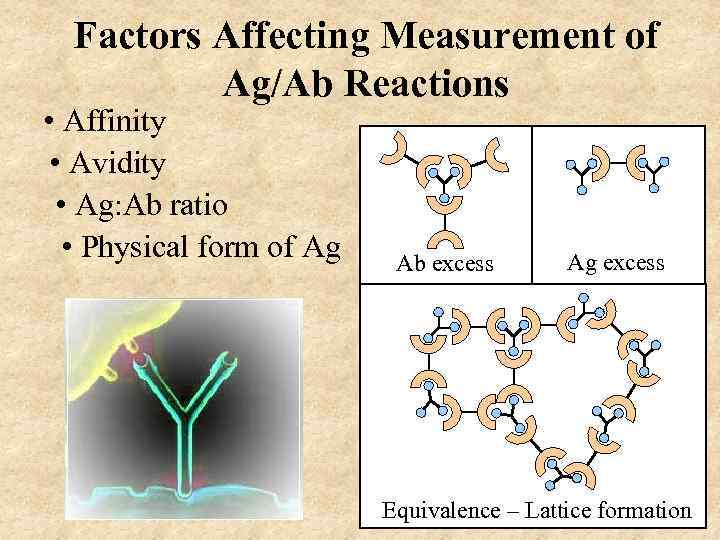 Factors Affecting Measurement of Ag/Ab Reactions • Affinity • Avidity • Ag: Ab ratio