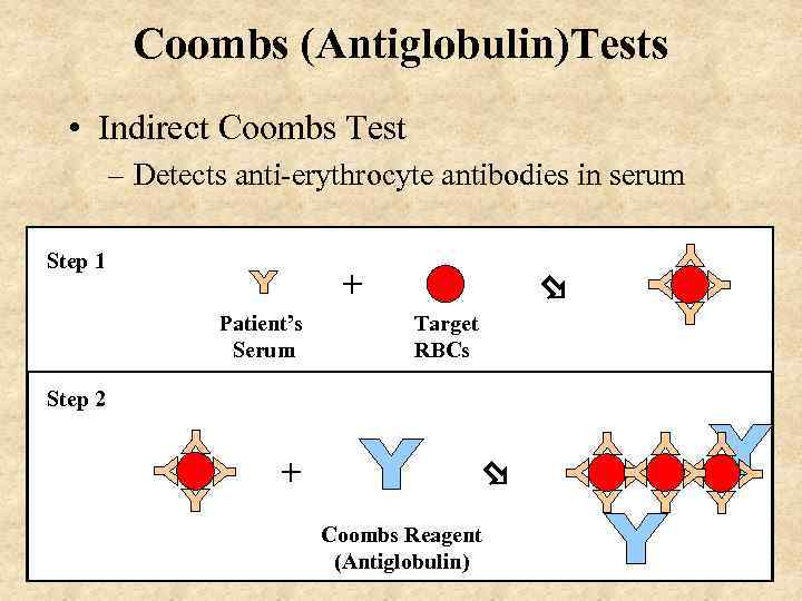 Coombs (Antiglobulin)Tests • Indirect Coombs Test – Detects anti-erythrocyte antibodies in serum Step 1