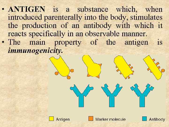  • ANTIGEN is a substance which, when introduced parenterally into the body, stimulates