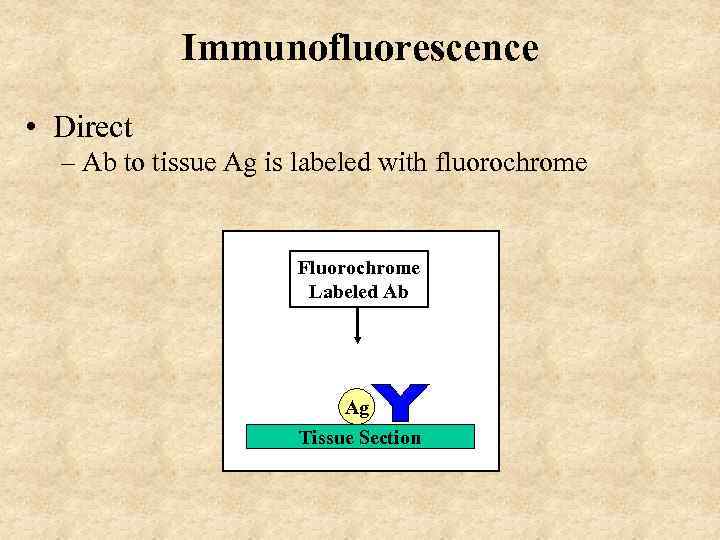 Immunofluorescence • Direct – Ab to tissue Ag is labeled with fluorochrome Fluorochrome Labeled