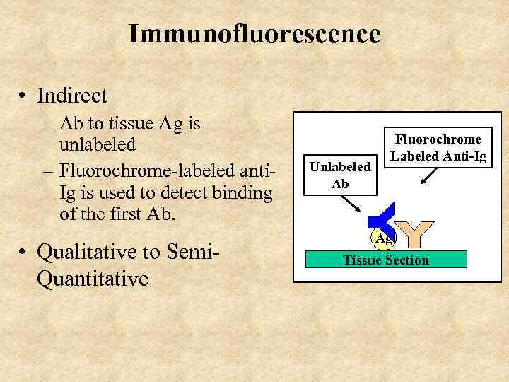 Immunofluorescence • Indirect – Ab to tissue Ag is unlabeled – Fluorochrome-labeled anti. Ig