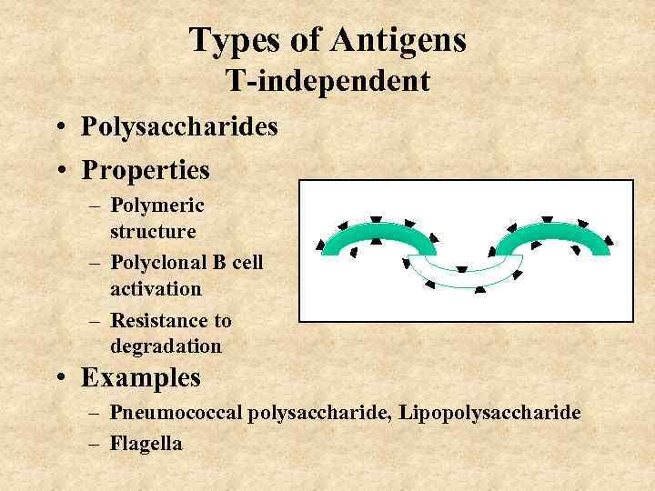 Types of Antigens T-independent • Polysaccharides • Properties – Polymeric structure – Polyclonal B