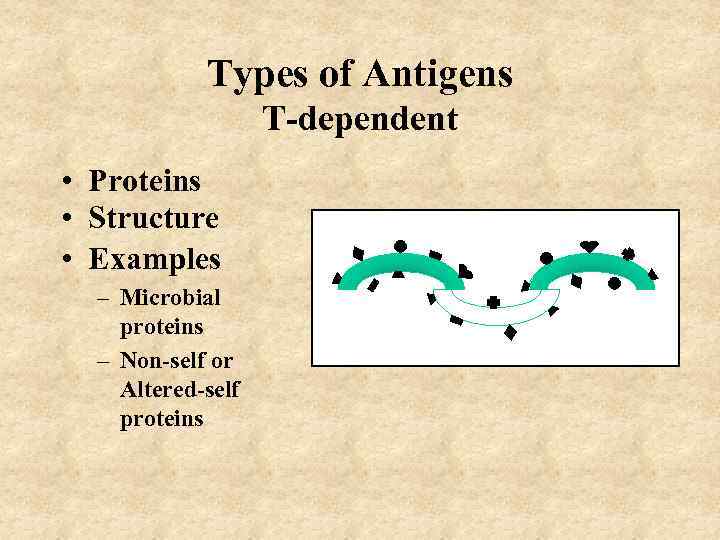 Types of Antigens T-dependent • Proteins • Structure • Examples – Microbial proteins –