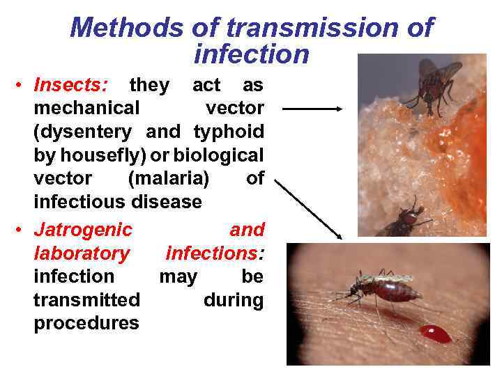 Methods of transmission of infection • Insects: they act as mechanical vector (dysentery and