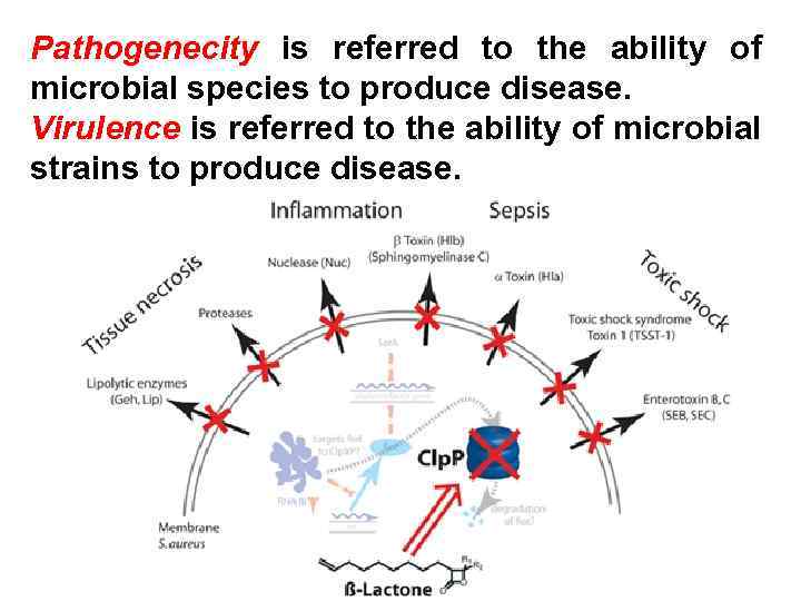 Pathogenecity is referred to the ability of microbial species to produce disease. Virulence is