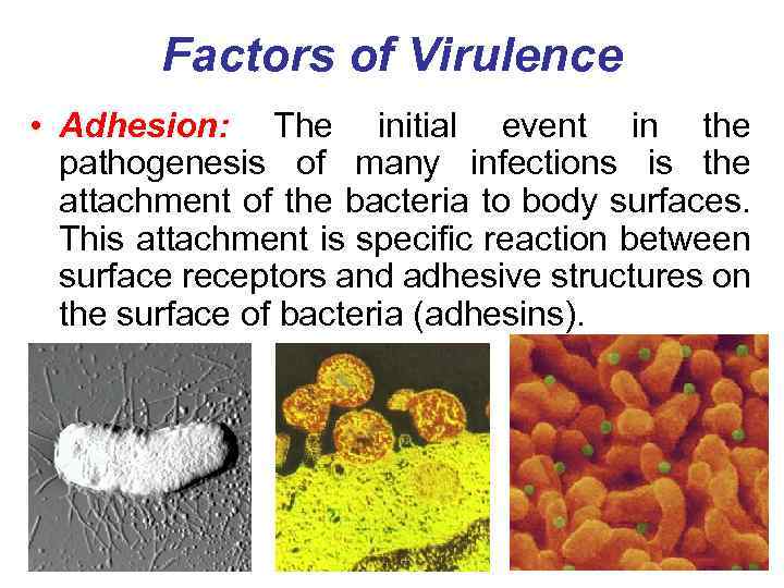 Factors of Virulence • Adhesion: The initial event in the pathogenesis of many infections