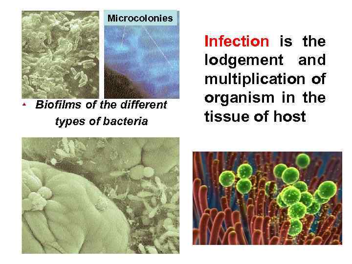 Microcolonies Biofilms of the different types of bacteria Infection is the lodgement and multiplication