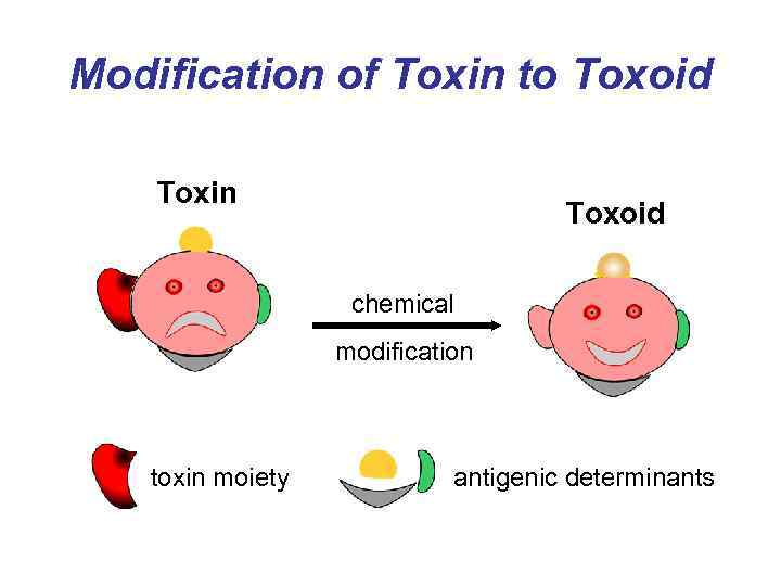 Modification of Toxin to Toxoid Toxin Toxoid chemical modification toxin moiety antigenic determinants 