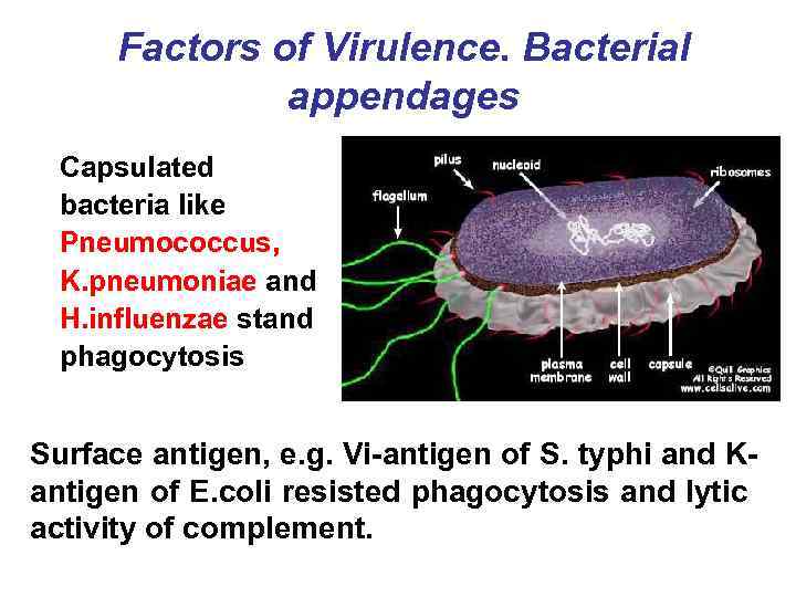 Factors of Virulence. Bacterial appendages Capsulated bacteria like Pneumococcus, K. pneumoniae and H. influenzae