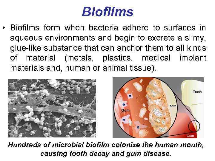 Biofilms • Biofilms form when bacteria adhere to surfaces in aqueous environments and begin