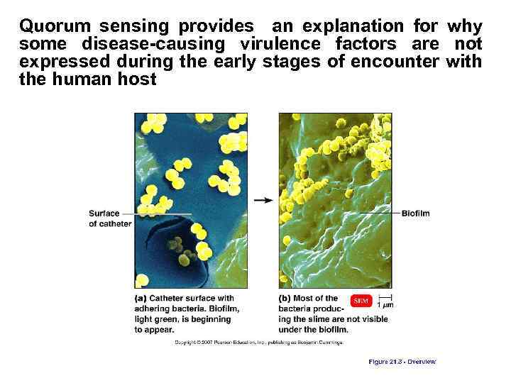 Quorum sensing provides an explanation for why some disease-causing virulence factors are not expressed