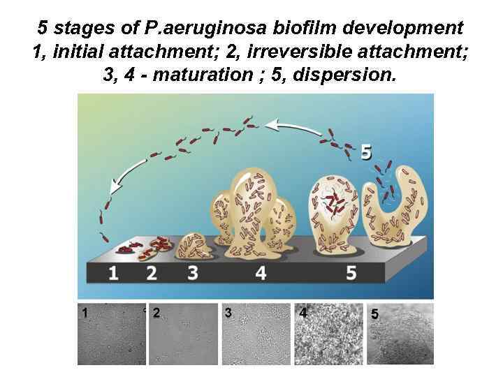 5 stages of P. aeruginosa biofilm development 1, initial attachment; 2, irreversible attachment; 3,