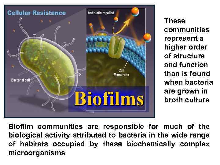 Living bacteria These communities represent a higher order of structure and function than is