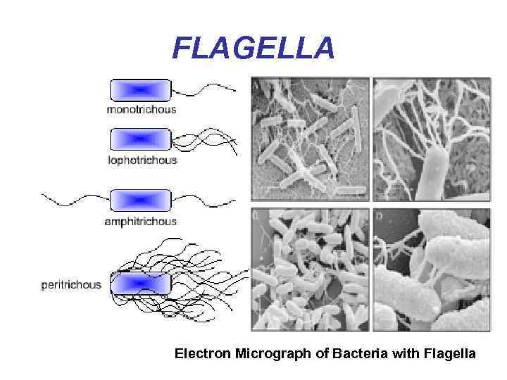 FLAGELLA Electron Micrograph of Bacteria with Flagella 