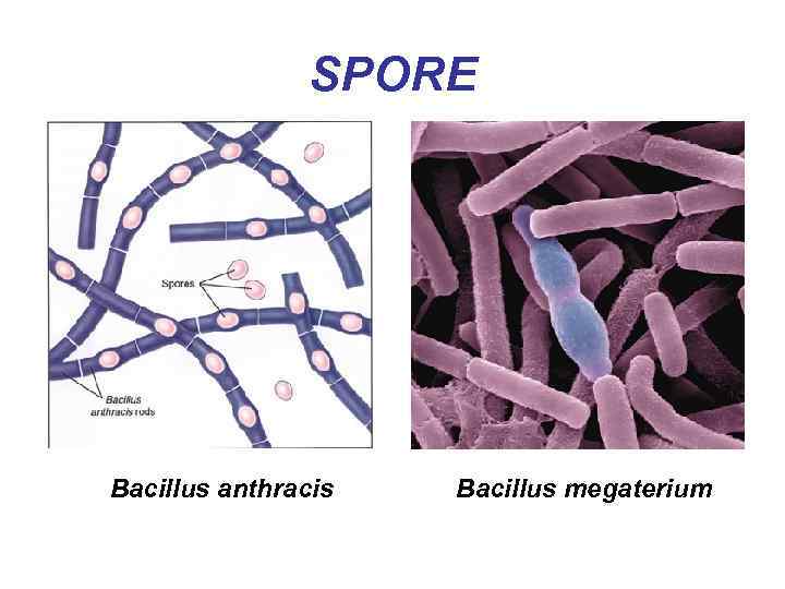SPORE Bacillus anthracis Bacillus megaterium 