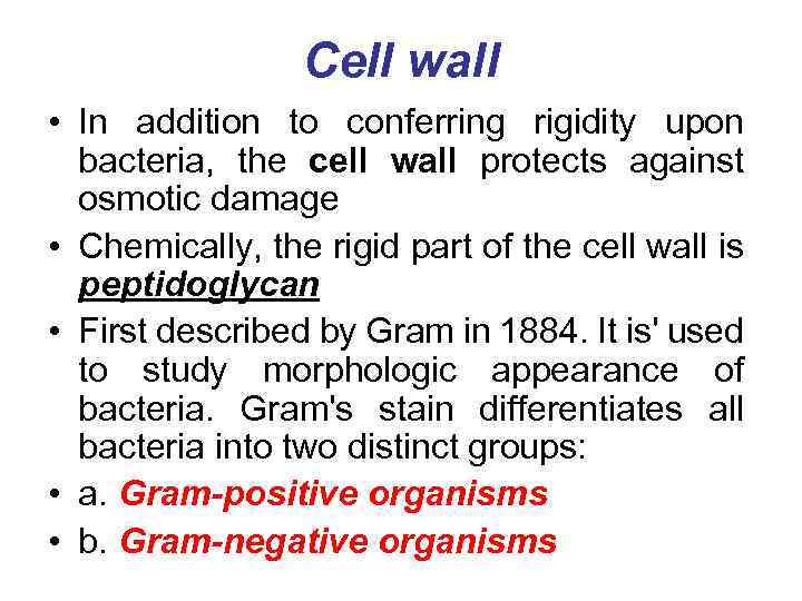 Cell wall • In addition to conferring rigidity upon bacteria, the cell wall protects