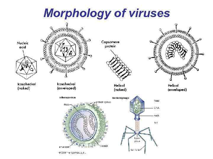 Morphology of viruses 
