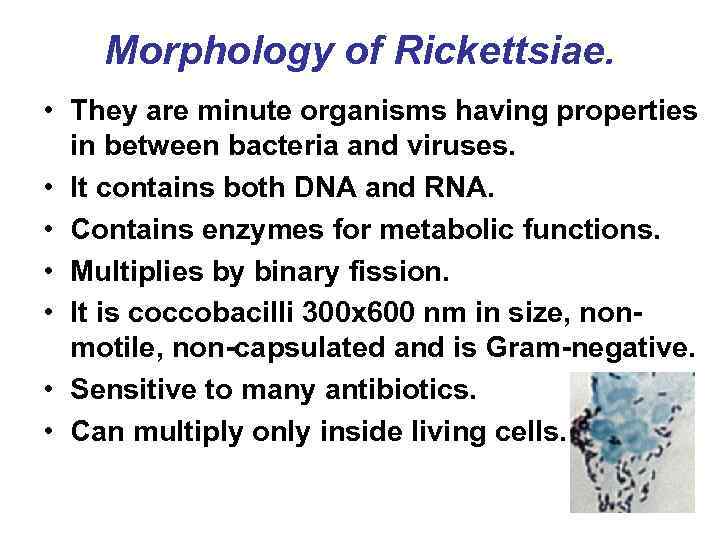 Morphology of Rickettsiae. • They are minute organisms having properties in between bacteria and