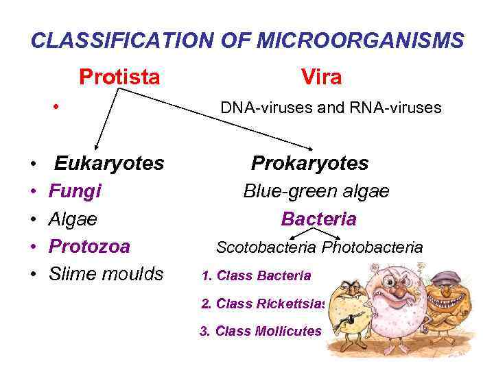 CLASSIFICATION OF MICROORGANISMS Protista • • • Eukaryotes Fungi Algae Protozoa Slime moulds Vira