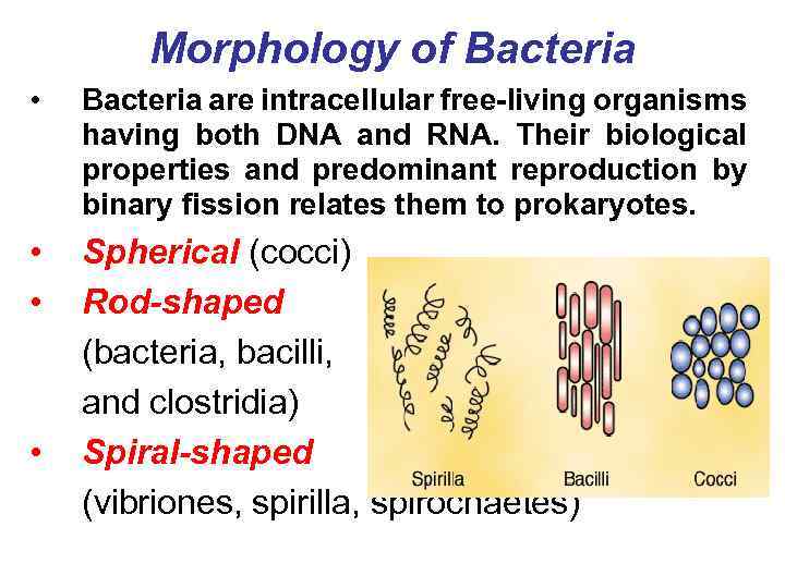 Morphology of Bacteria • Bacteria are intracellular free-living organisms having both DNA and RNA.