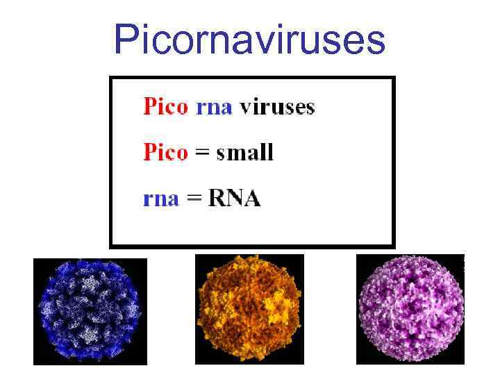 Picornaviruses 