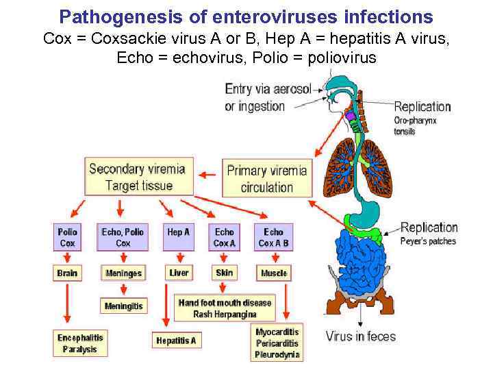 Pathogenesis of enteroviruses infections Cox = Coxsackie virus A or B, Hep A =