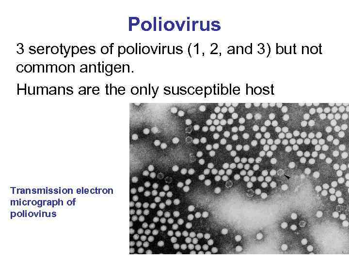 Poliovirus 3 serotypes of poliovirus (1, 2, and 3) but not common antigen. Humans