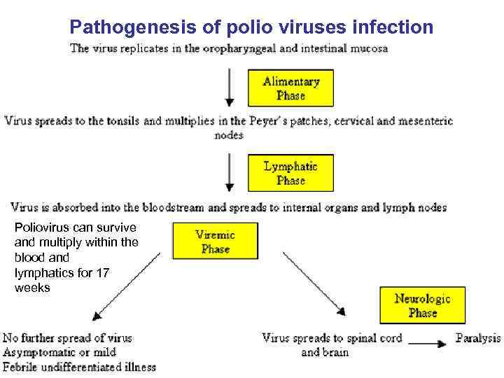 Pathogenesis of polio viruses infection Poliovirus can survive and multiply within the blood and