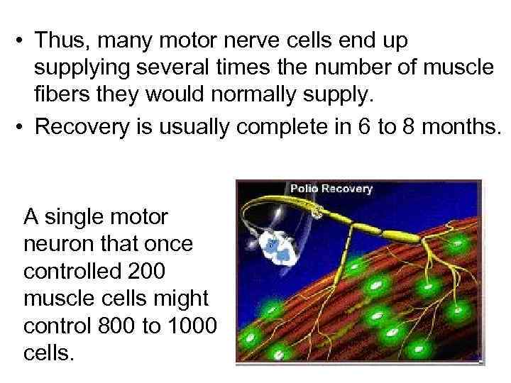  • Thus, many motor nerve cells end up supplying several times the number