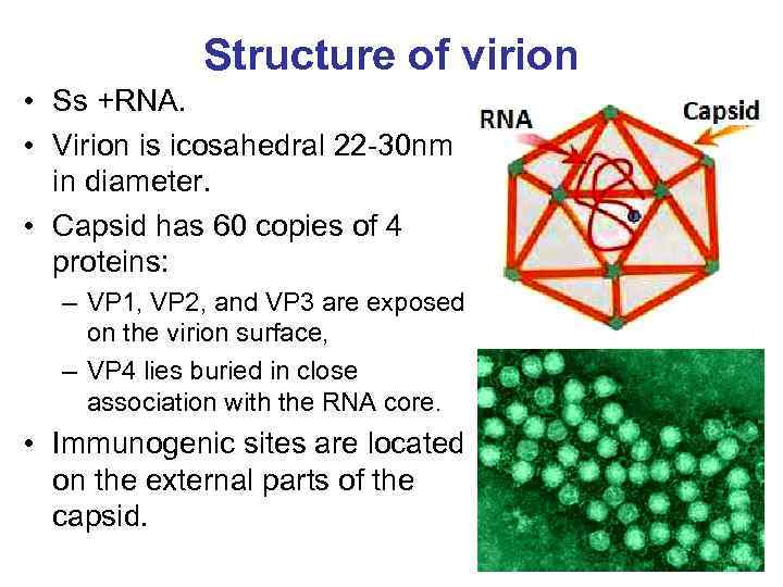 Structure of virion • Ss +RNA. • Virion is icosahedral 22 -30 nm in