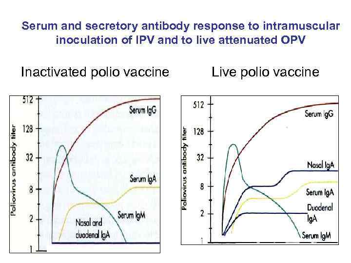 Serum and secretory antibody response to intramuscular inoculation of IPV and to live attenuated