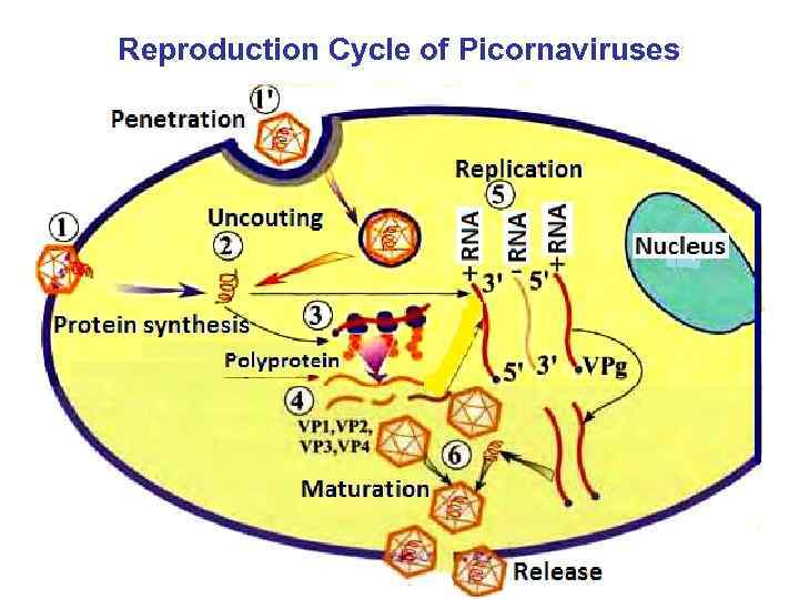 Reproduction Cycle of Picornaviruses 