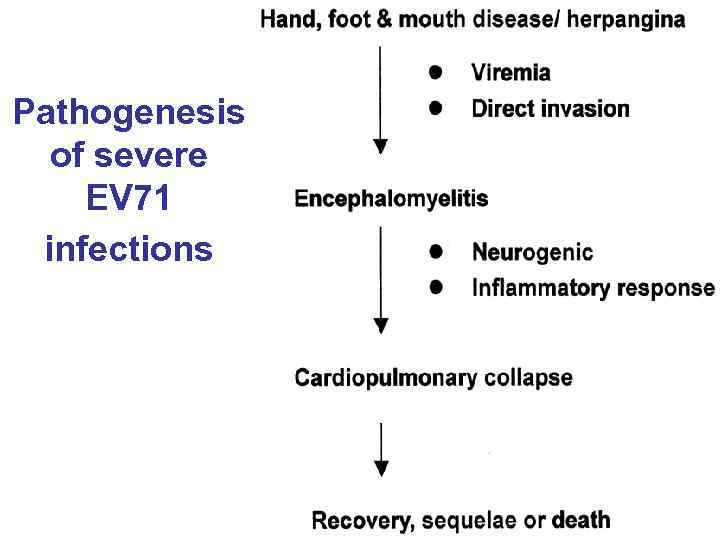 Pathogenesis of severe EV 71 infections 