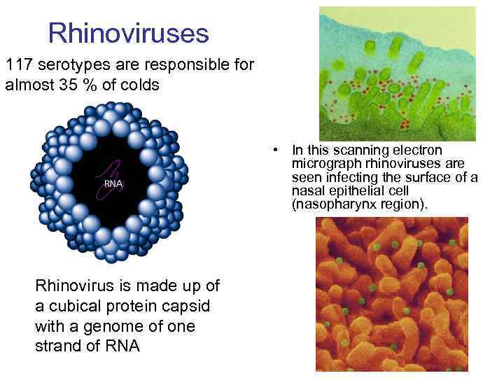 Rhinoviruses 117 serotypes are responsible for almost 35 % of colds • In this