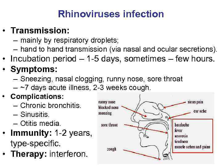 Rhinoviruses infection • Transmission: – mainly by respiratory droplets; – hand to hand transmission