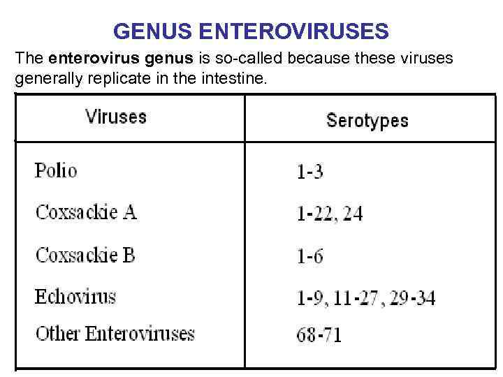 GENUS ENTEROVIRUSES The enterovirus genus is so-called because these viruses generally replicate in the