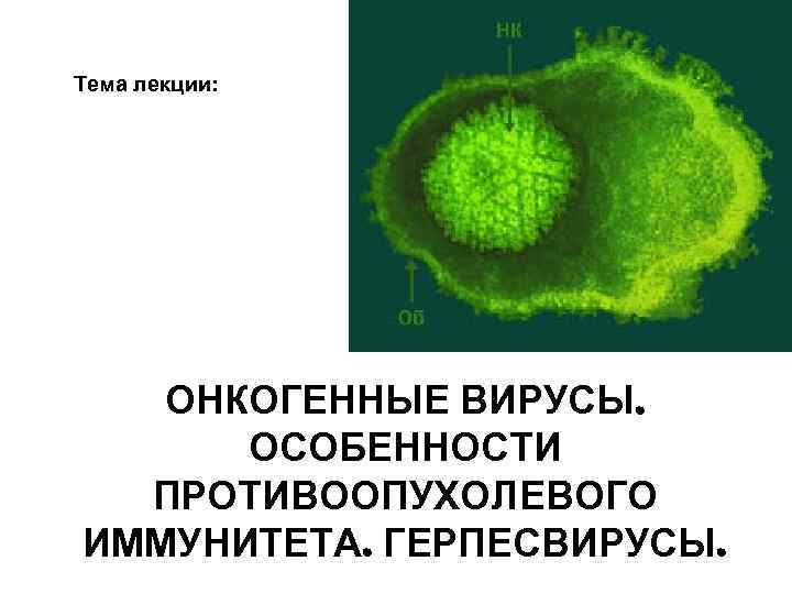 Тема лекции: ОНКОГЕННЫЕ ВИРУСЫ. ОСОБЕННОСТИ ПРОТИВООПУХОЛЕВОГО ИММУНИТЕТА. ГЕРПЕСВИРУСЫ. 