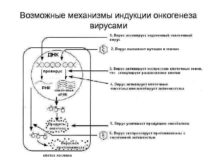 Возможные механизмы индукции онкогенеза вирусами 