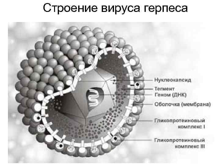 Герпесвирус презентация микробиология