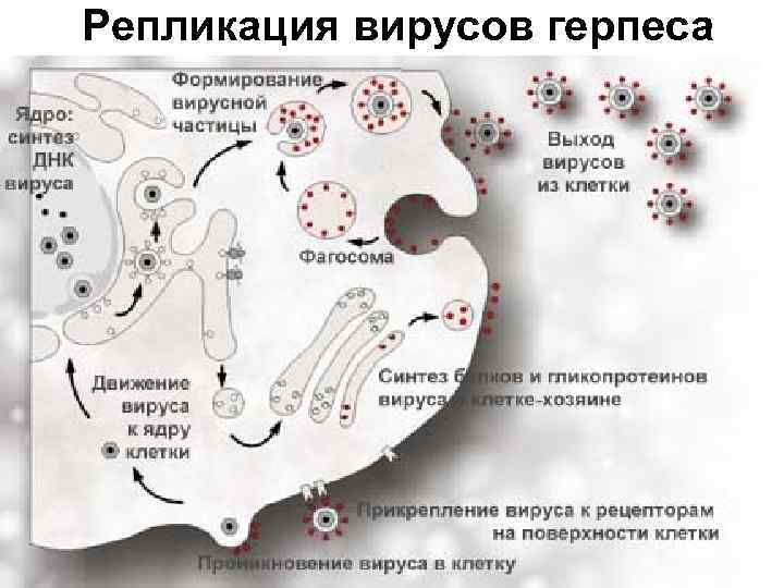 Репликация вирусов герпеса 