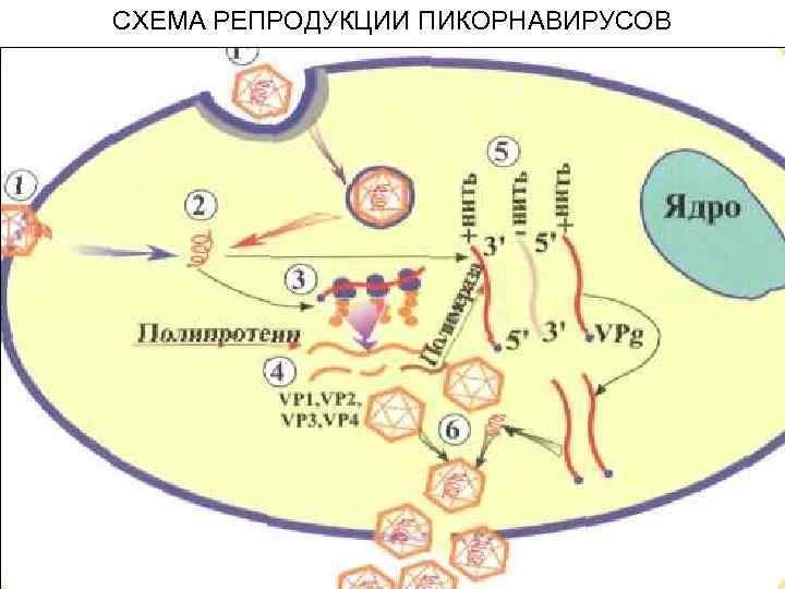 СХЕМА РЕПРОДУКЦИИ ПИКОРНАВИРУСОВ 